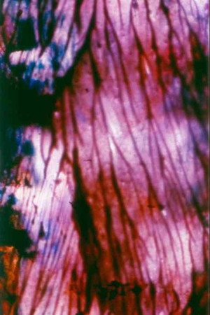 Panels for the Walls of Heaven poszter