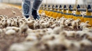 L'usine des animaux háttérkép