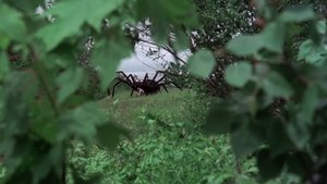 The Giant Spider Invasion háttérkép