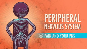 Crash Course Anatomy & Physiology 1. évad Ep.12 12. epizód