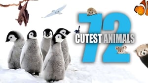 72 Cutest Animals kép