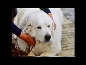 Training Dogs the Woodhouse Way 1. évad Ep.4 4. epizód