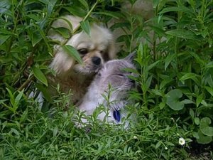 The Osbournes Season 2 Ep.7 7. epizód