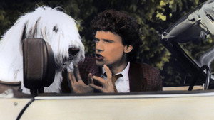 The Return of the Shaggy Dog háttérkép
