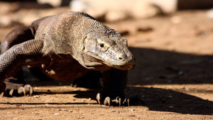 The Natural World--Komodo: The Deadly Bite kép