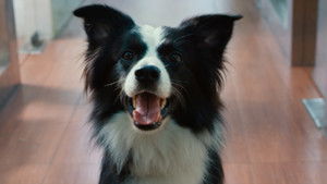 犬爱 háttérkép