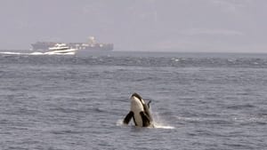 Achtung Orcas! Gefahr vor Gibraltar? háttérkép