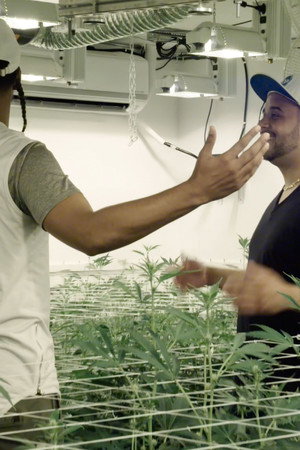 The Next Marijuana Millionaire poszter
