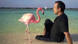 The Mystery of the Pink Flamingo háttérkép