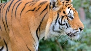 Tigre de Sibérie, seigneur sans frontières háttérkép