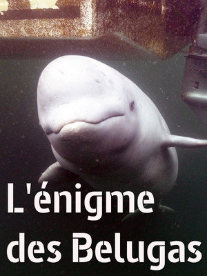 L'énigme des belugas poszter