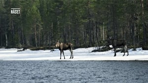 Den stora älgvandringen Season 1 Ep.11 11. epizód