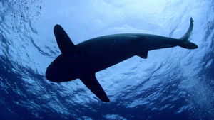 Shark Dive háttérkép
