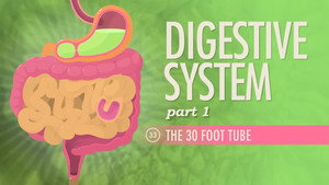 Crash Course Anatomy & Physiology 1. évad Ep.33 33. epizód