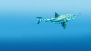 Most Wanted Sharks háttérkép