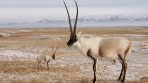 Rare Survivors: China's Iconic Wildlife háttérkép