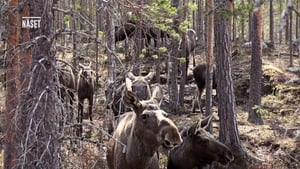 Den stora älgvandringen Season 1 Ep.12 12. epizód