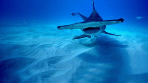 Shark Superpower háttérkép