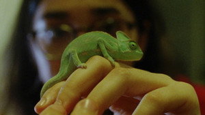 Softshell háttérkép