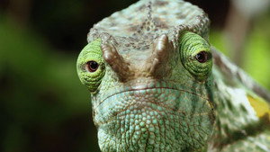 Született vadászok 1. évad Ep.2 2. epizód