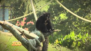 Une saison au zoo Season 4 Ep.9 9. epizód
