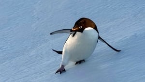 Penguins: Life on the Edge háttérkép