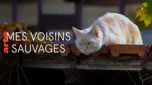 Mes voisins sauvages háttérkép