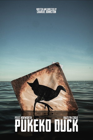 Pukeko Duck poszter