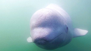 Call of the Baby Beluga háttérkép