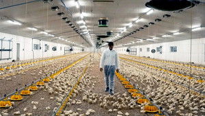 L'usine des animaux háttérkép