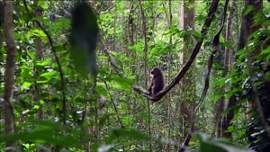 Mandrills : le paradis retrouvé háttérkép