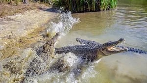 Au cœur de l'Australie sauvage 1. évad Ep.1 1. epizód