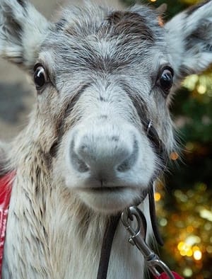 A Baby Reindeer's First Christmas