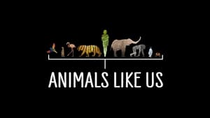 Animals Like Us kép