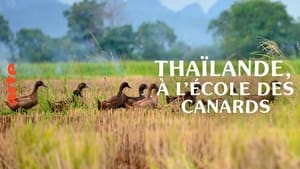 Thaïlande, à l'école des canards háttérkép