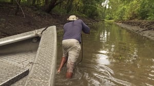 Swamp People 13. évad Ep.5 5. epizód