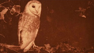 Les oiseaux chez eux háttérkép