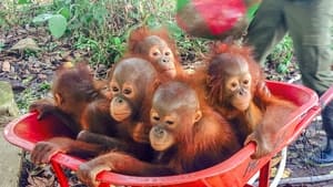 Operation Orangutan háttérkép