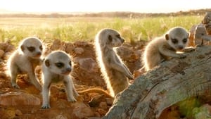 Clan of the Meerkat háttérkép