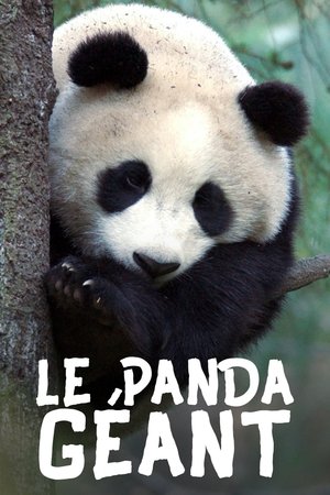 Der Große Panda poszter