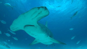 Mega Hammerhead: Ultimate Predator háttérkép
