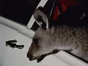 Skippy the Bush Kangaroo 1. évad Ep.38 38. epizód