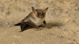 The Secret Life of Bats háttérkép