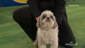 The 2018 American Rescue Dog Show háttérkép