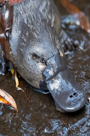 The Platypus Guardian poszter