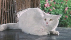 美女奉行 おんな牢秘抄II háttérkép