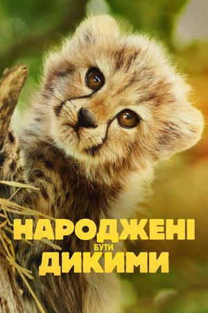 Born to Be Wild poszter