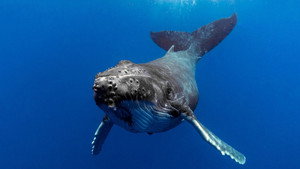 The Witness is a Whale háttérkép