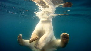 Polar Bears: Ice Bear háttérkép