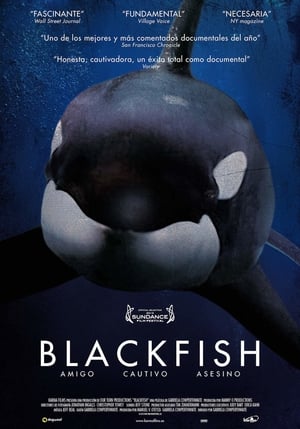 Blackfish – Egy kardszárnyú delfin története poszter